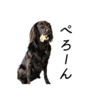 クレフとルディとキキ（個別スタンプ：24）