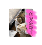 ソイラテとコロンパール（個別スタンプ：1）