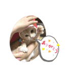 ソイラテとコロンパール（個別スタンプ：3）