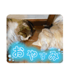 ソイラテとコロンパール（個別スタンプ：5）