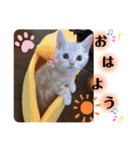 ソイラテとコロンパール（個別スタンプ：7）