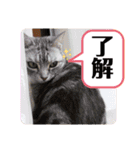 ソイラテとコロンパール（個別スタンプ：8）