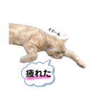 ソイラテとコロンパール（個別スタンプ：9）