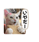 ソイラテとコロンパール（個別スタンプ：11）