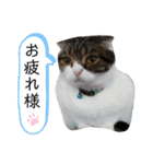 ソイラテとコロンパール（個別スタンプ：12）