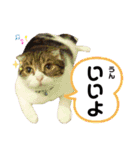 ソイラテとコロンパール（個別スタンプ：13）
