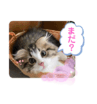 ソイラテとコロンパール（個別スタンプ：14）