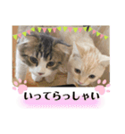 ソイラテとコロンパール（個別スタンプ：15）