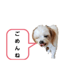 ゆかいなわんこスタンプ（個別スタンプ：6）
