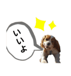 ゆかいなわんこスタンプ（個別スタンプ：7）