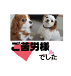 ゆかいなわんこスタンプ（個別スタンプ：11）
