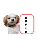 ゆかいなわんこスタンプ（個別スタンプ：19）
