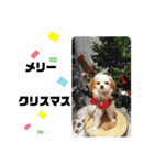 ゆかいなわんこスタンプ（個別スタンプ：24）