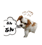 ゆかいなわんこスタンプ（個別スタンプ：27）