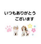 ゆかいなわんこスタンプ（個別スタンプ：28）
