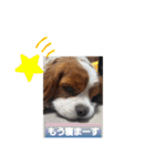 ゆかいなわんこスタンプ（個別スタンプ：32）