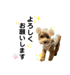 Belleの年末(2020)（個別スタンプ：3）