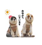 Cavalier kono.moi（個別スタンプ：1）