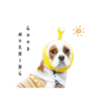 Cavalier kono.moi（個別スタンプ：2）