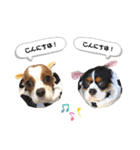 Cavalier kono.moi（個別スタンプ：3）