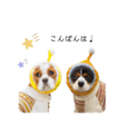 Cavalier kono.moi（個別スタンプ：5）