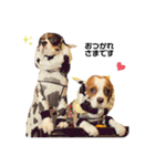 Cavalier kono.moi（個別スタンプ：6）