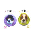 Cavalier kono.moi（個別スタンプ：12）