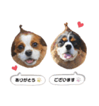 Cavalier kono.moi（個別スタンプ：13）