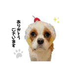 Cavalier kono.moi（個別スタンプ：14）