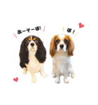 Cavalier kono.moi（個別スタンプ：15）