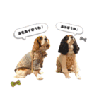 Cavalier kono.moi（個別スタンプ：16）