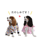 Cavalier kono.moi（個別スタンプ：18）