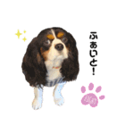 Cavalier kono.moi（個別スタンプ：21）
