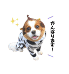 Cavalier kono.moi（個別スタンプ：22）