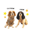 Cavalier kono.moi（個別スタンプ：23）