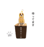 Cavalier kono.moi（個別スタンプ：25）