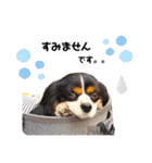 Cavalier kono.moi（個別スタンプ：26）