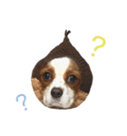 Cavalier kono.moi（個別スタンプ：28）