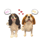 Cavalier kono.moi（個別スタンプ：30）