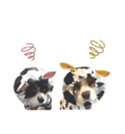 Cavalier kono.moi（個別スタンプ：31）