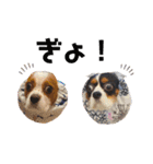 Cavalier kono.moi（個別スタンプ：33）