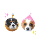 Cavalier kono.moi（個別スタンプ：34）