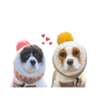 Cavalier kono.moi（個別スタンプ：35）