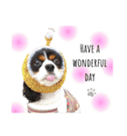 Cavalier kono.moi（個別スタンプ：37）
