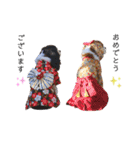 Cavalier kono.moi（個別スタンプ：39）