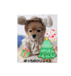 ポメラニアンのモコちゃんXmasとお正月（個別スタンプ：13）