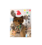 ポメラニアンのモコちゃんXmasとお正月（個別スタンプ：14）