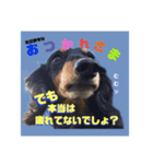 ミニチュアダックスの気ままなランチ⑨（個別スタンプ：2）