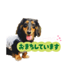 ミニチュアダックスの気ままなランチ⑨（個別スタンプ：3）