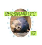 ぴーちゃんぴぴぴスタンプ（個別スタンプ：2）